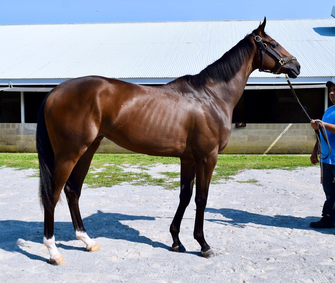 Ai Magic at the barn in June