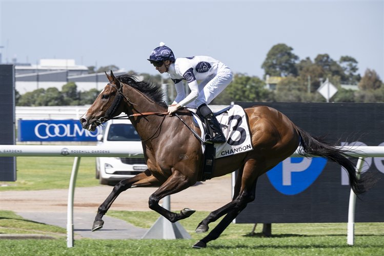 Appeared winning the Chandon Handicap at Rosehill Gardens under Dylan Gibbons