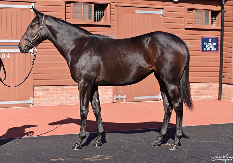 Bay filly by Blue Point out of Minoria, Tattersalls October Book 2 Lot 689