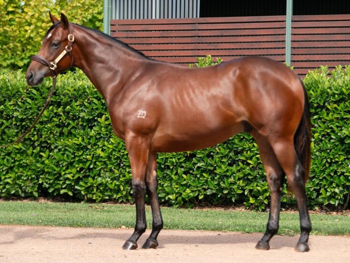 Stay Inside colt out of Sugar Mummy