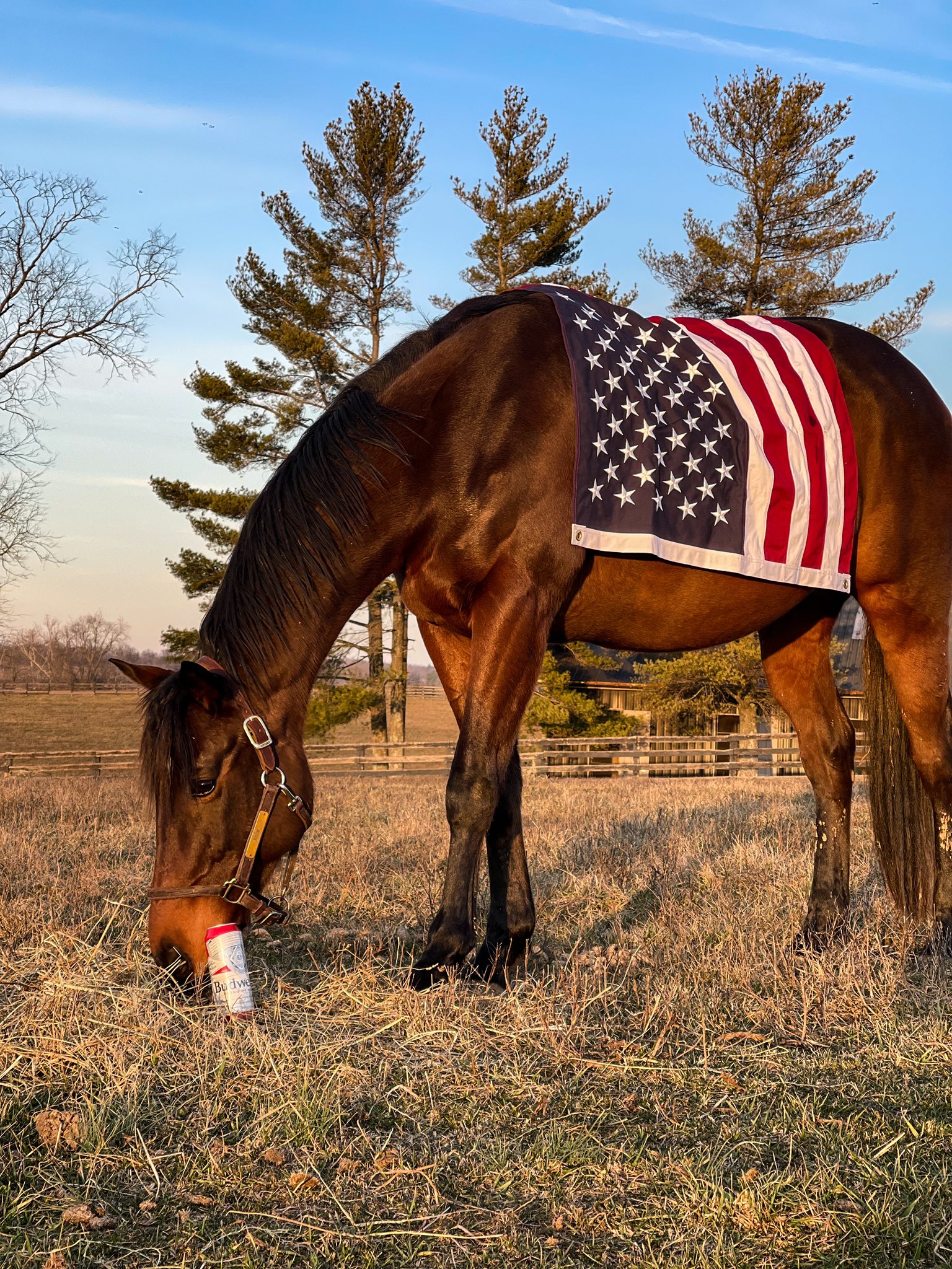 Made in America draped in an American flag in a Kentucky field