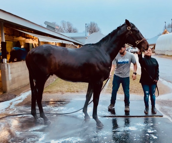 Made in America getting a bath at the Keeneland barn