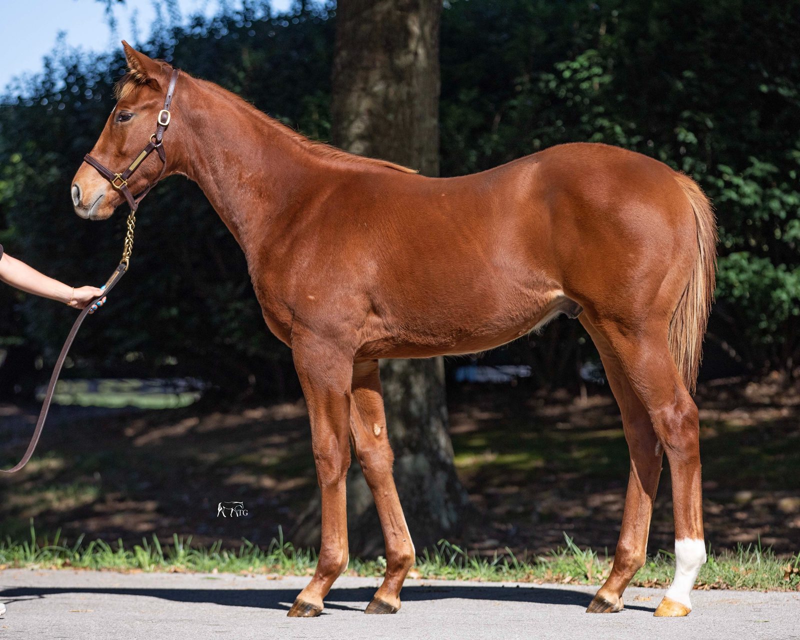 Catching the Wind &rsquo;25 colt, by Cody&rsquo;s Wish