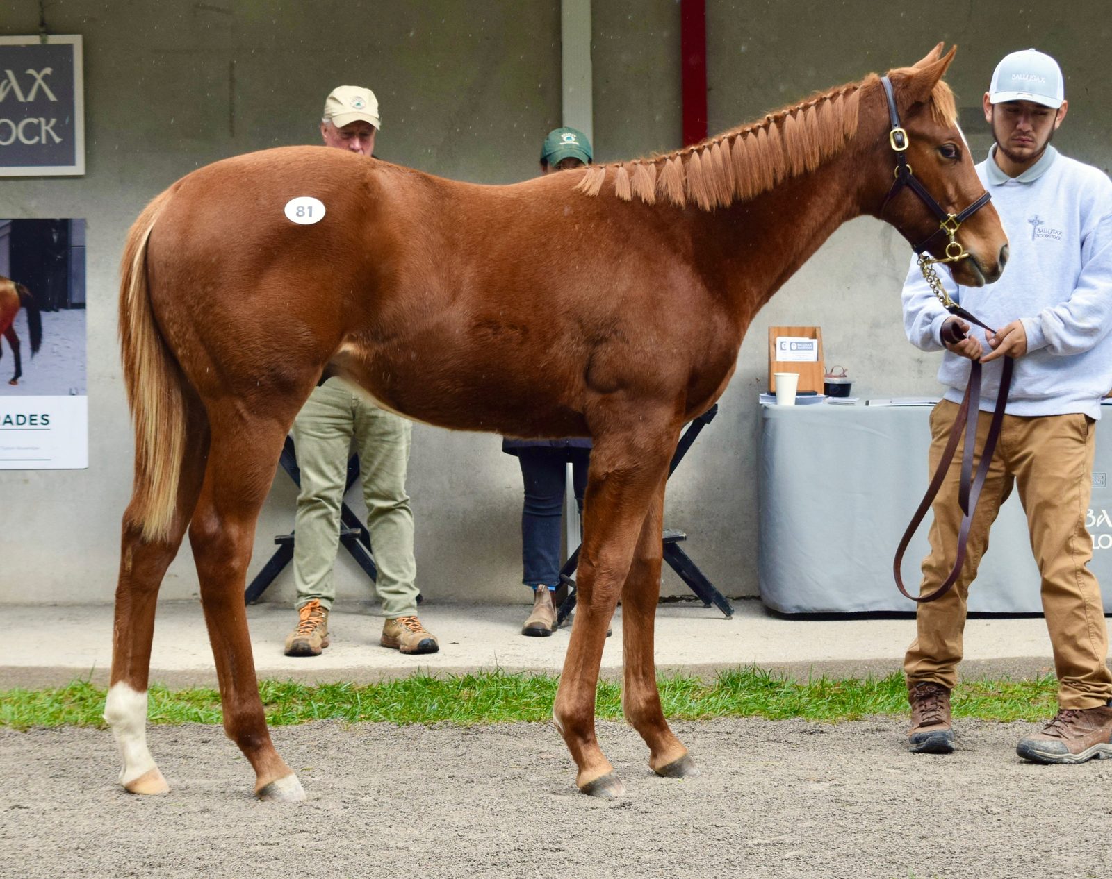 Catching the Wind &rsquo;25 colt, Hip 81, standing for inspection at Fasig-Tipton November