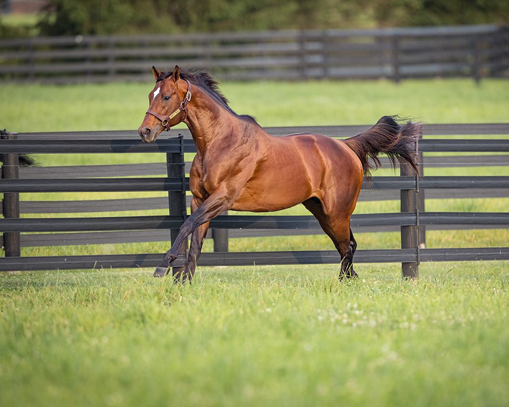 Cody&rsquo;s Wish, sire of Catching the Wind &rsquo;25
