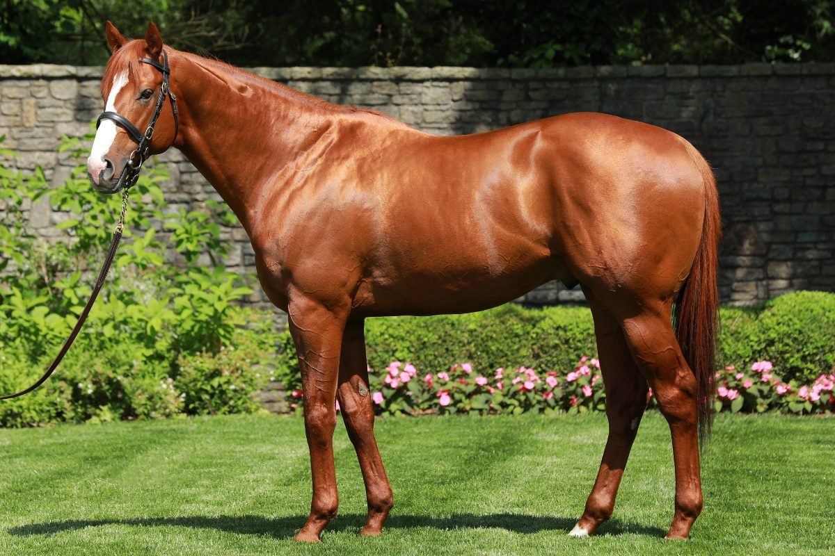 Justify, sire of Living the Life &rsquo;24