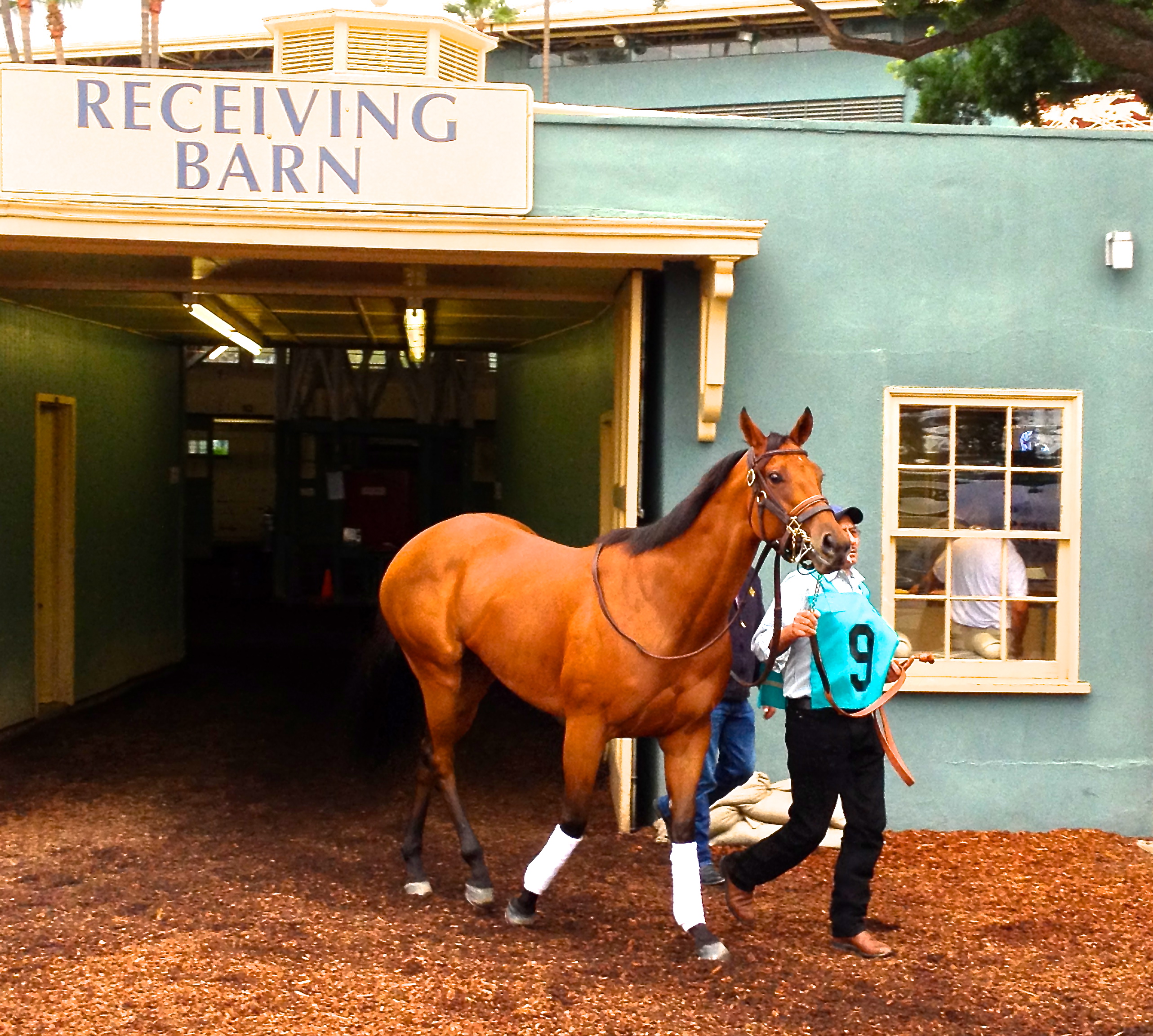 Kindle racing on the turf at Santa Anita