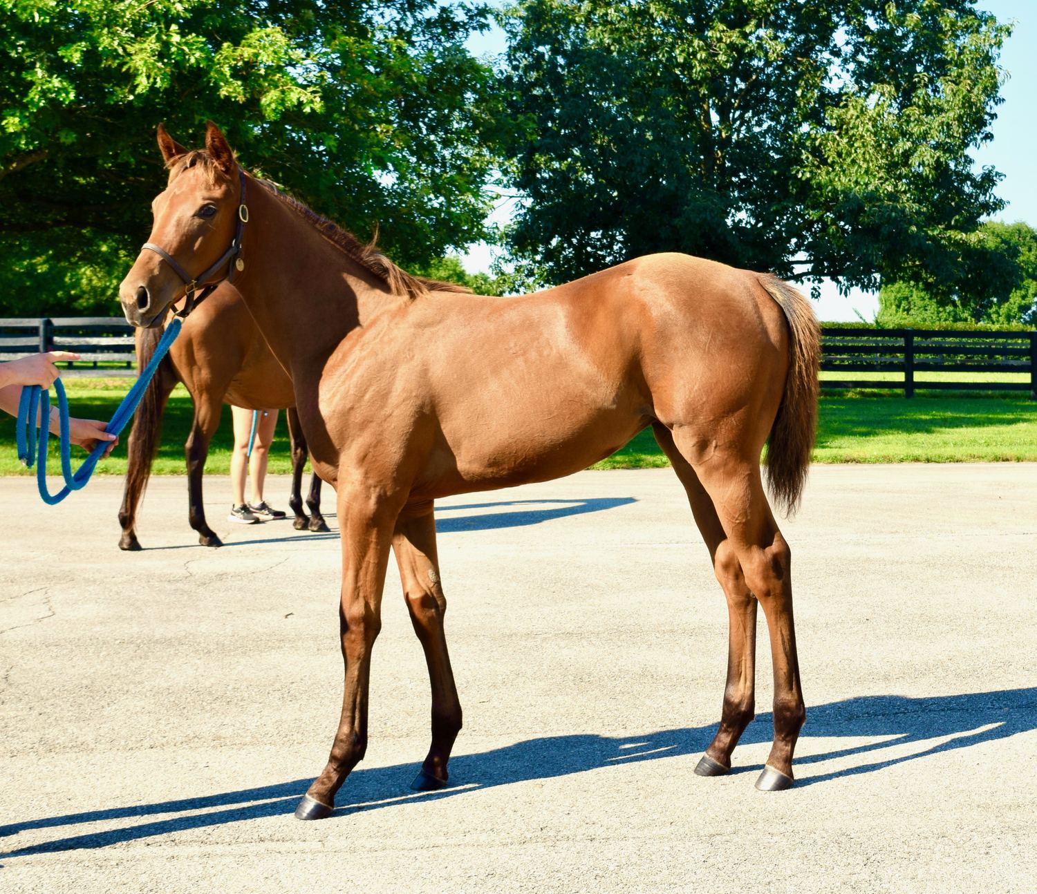 Kindle &rsquo;26, chestnut weanling filly by Quality Road, standing for inspection at Ashford Stud