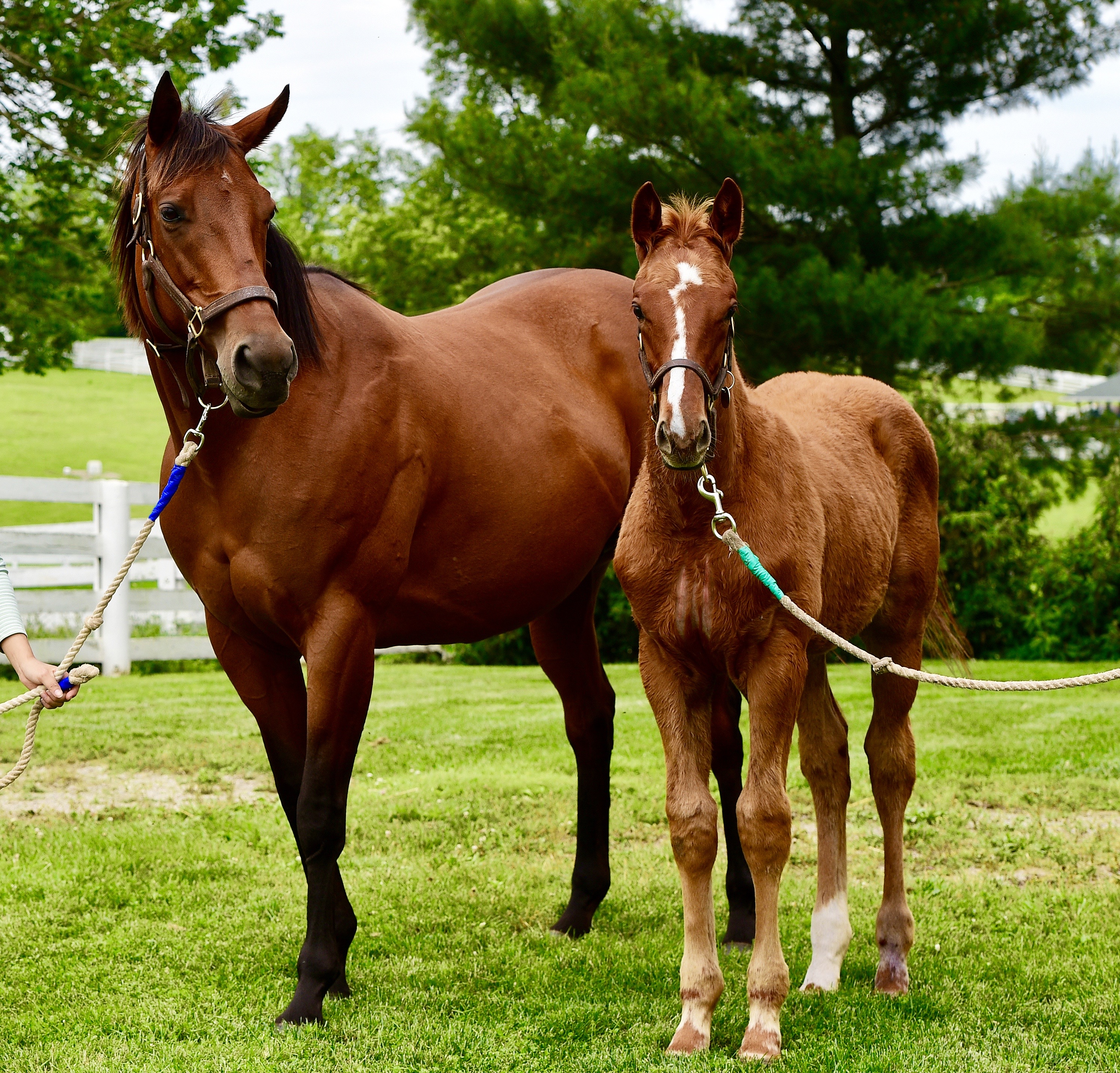 Kindle with her 2017 colt by American Pharoah at the HnR farm