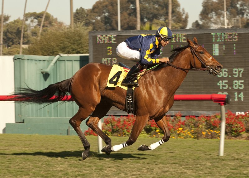 Kindle winning the Cool Air Stakes at Hollywood Park