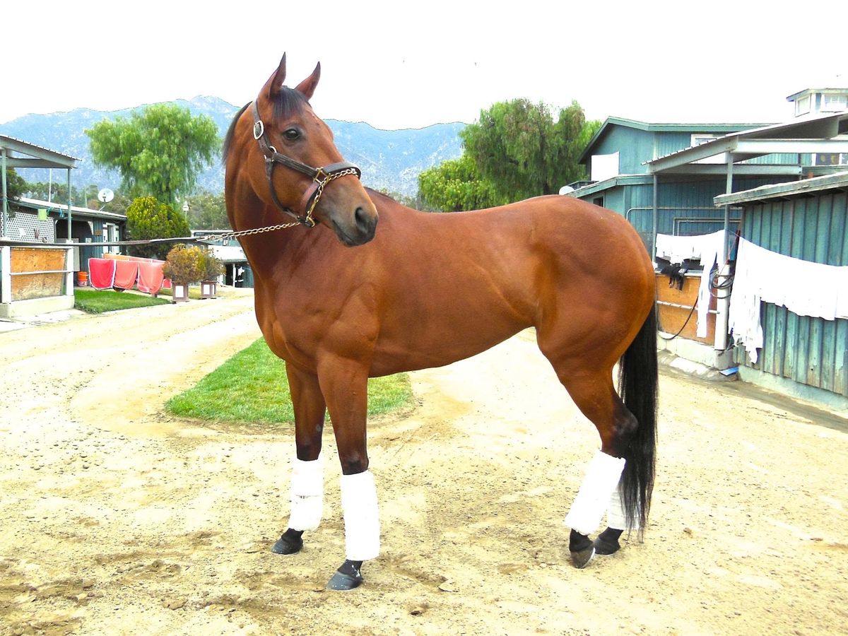 Kindle in the barn area at Santa Anita Park in 2014