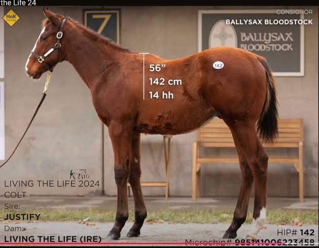 Hannothenavigator, bay colt, standing for inspection