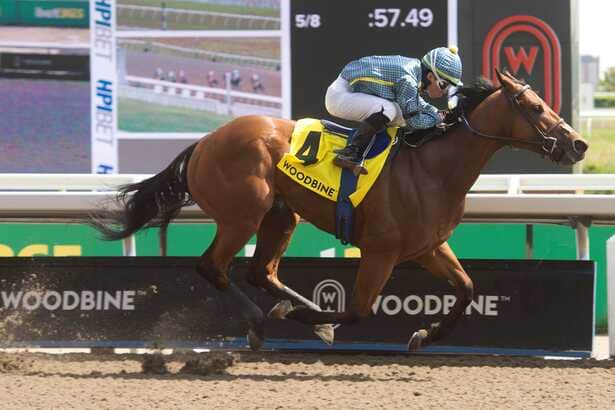 Palazzi winning on the turf at Woodbine