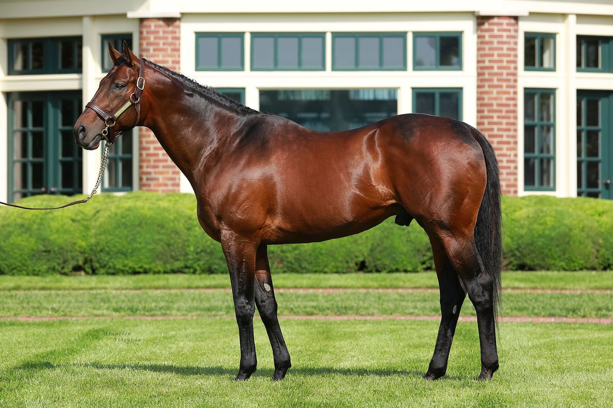 Quality Road, sire of the Kindle &rsquo;26 filly, at Lane&rsquo;s End