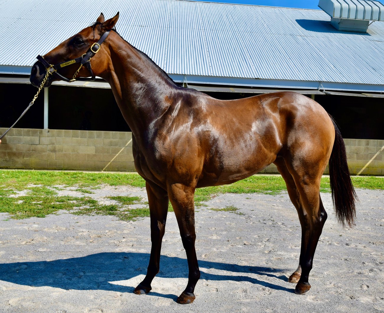 Puunene at Keeneland