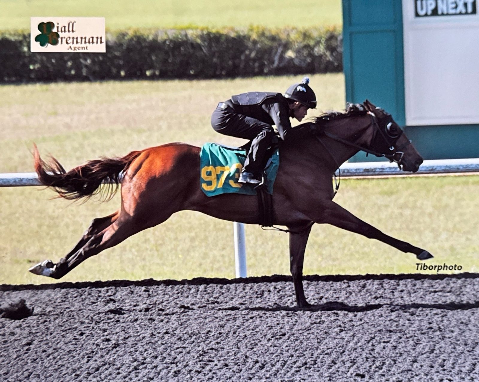 Puunene breezing under tack at the OBS Spring sale