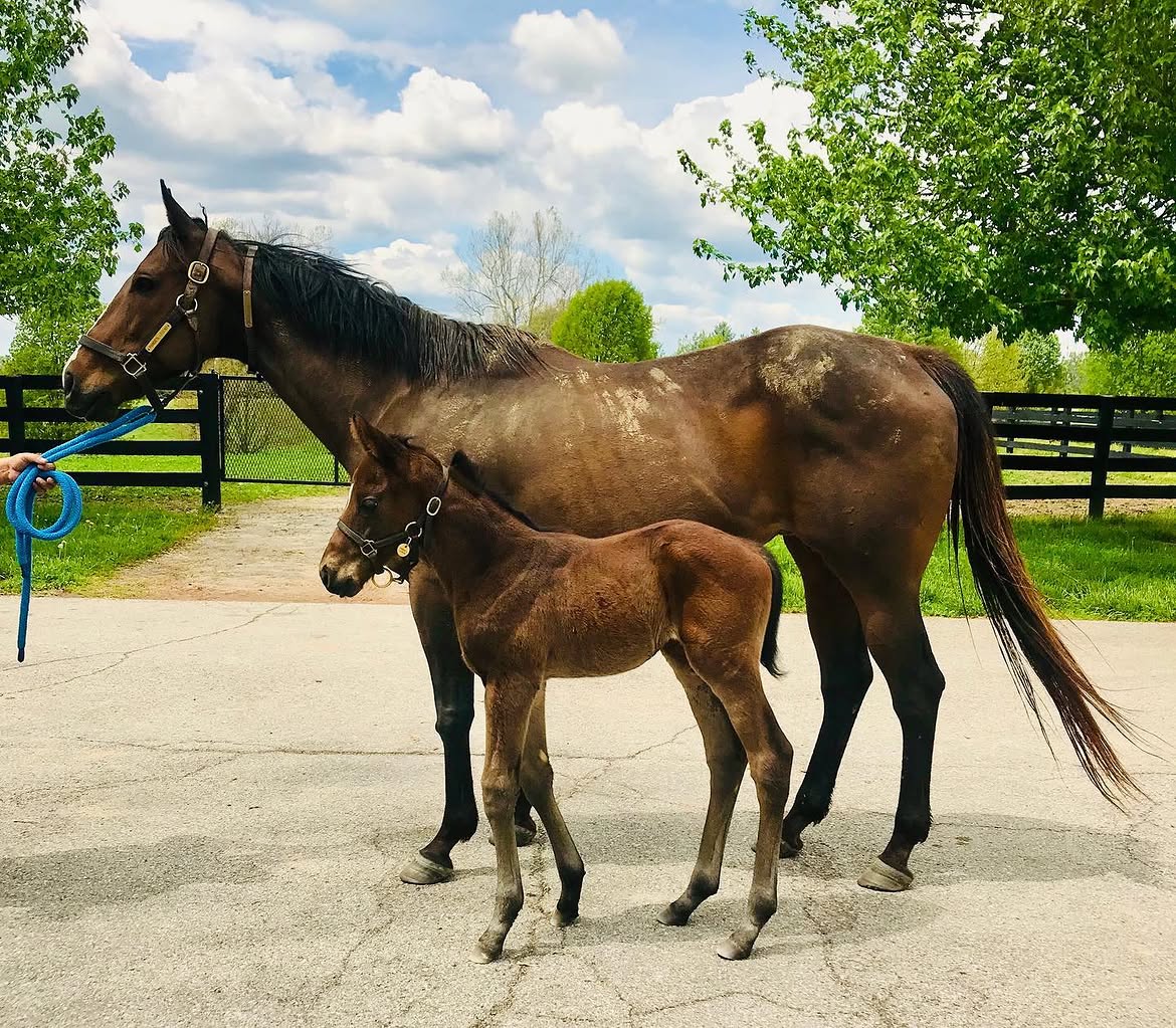 Randie&rsquo;s Legend with her 2020 American Pharoah colt on the farm