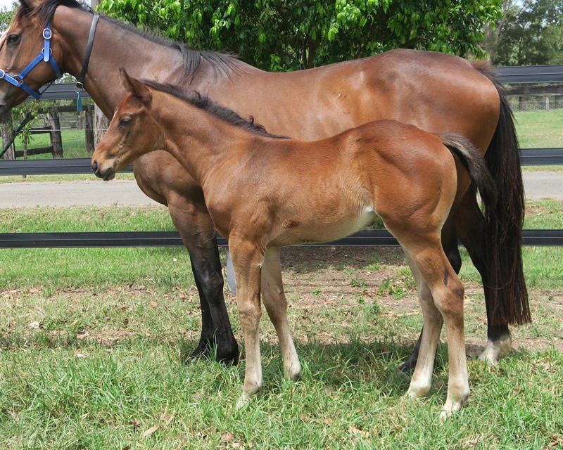 Requital as a foal