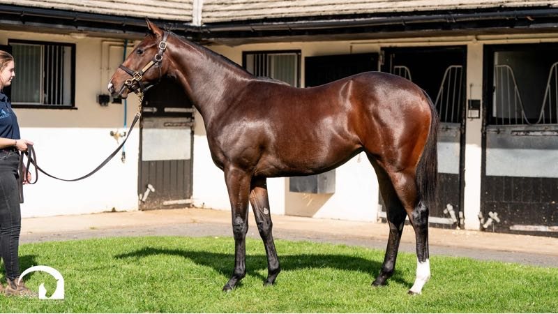 Randie's Rascal conformation