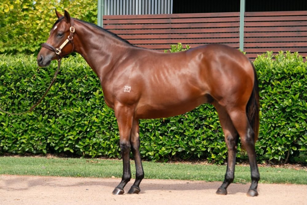 Bay colt by Stay Inside out of Sugar Mummy