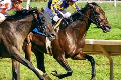 Mister Notfy Buddy Delp Win