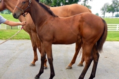 Grand Prix Weanling Darby Dan Farm