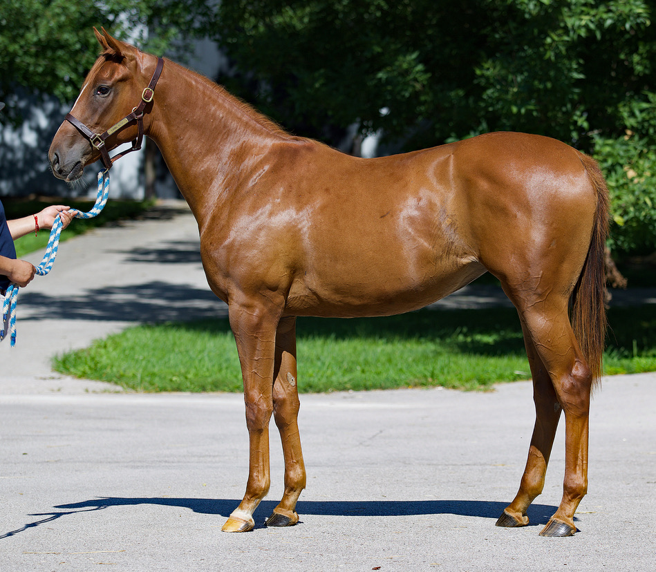HnR’s Living Magic, a stunning Justify yearling filly o/o MGSW Living the Life